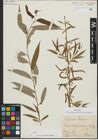 Foto von Salix alba subsp. vitellina (L.) Arcang. x Salix babylonica L.